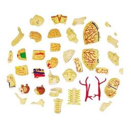 Пазл 4D Master Объемная анатомическая модель Черепно-мозговая коробка челов (FM-626005)