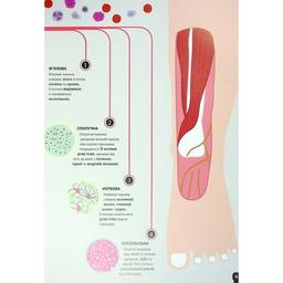 Книга Тіло людини - Кристина Перабоні Жорж (9786177853199)