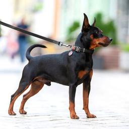 Поводок для собак WAUDOG Waterproof M Ш 20 мм Д 305 см черный (27361)