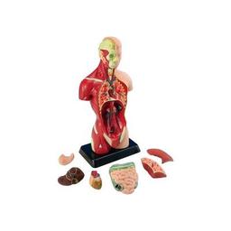 Набор для экспериментов EDU-Toys Анатомическая модель человека сборная 27 см (MK027)