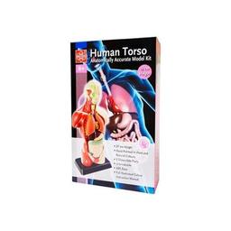 Набор для экспериментов EDU-Toys Анатомическая модель человека сборная 27 см (MK027)